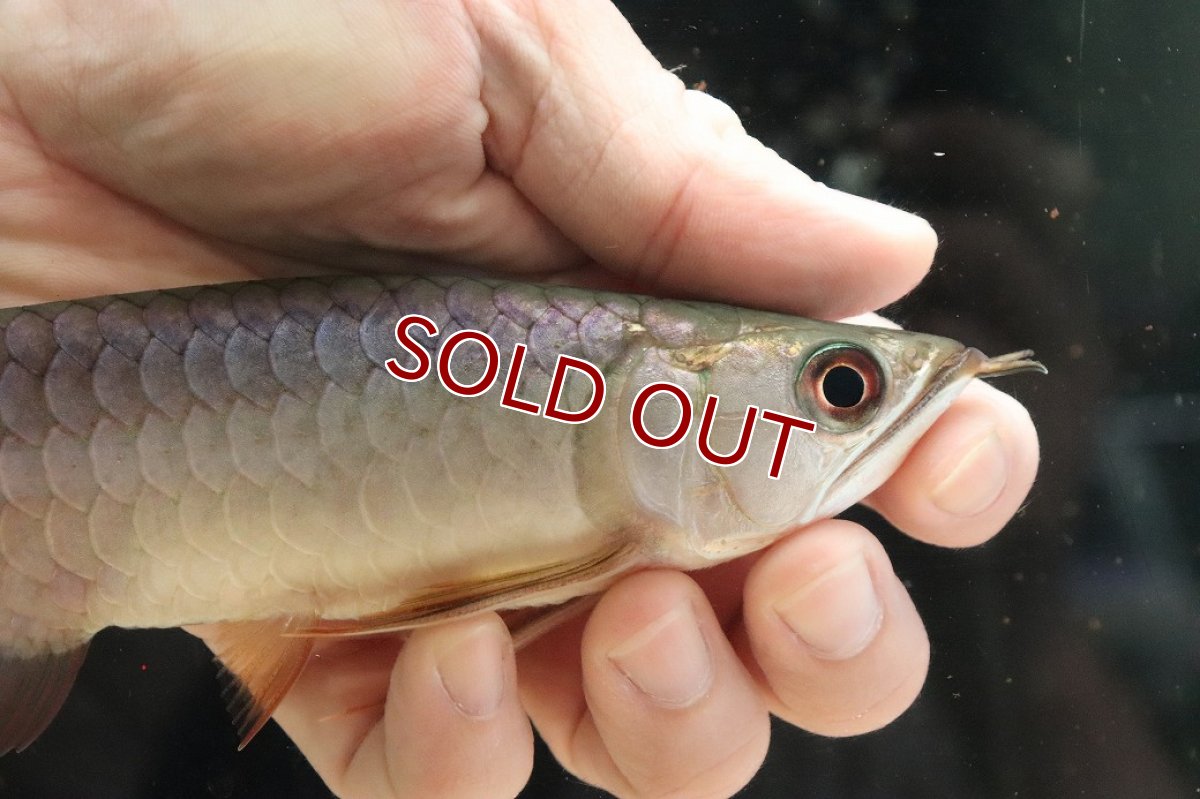 画像2: 【淡水魚】【通販】セレクト個体 証明書付き 過背金龍(クロスバッグゴールデン)登録番号250-001239【個体販売】【アジアアロワナ】(生体)(熱帯魚)NKO(熱帯魚)NKO (2)