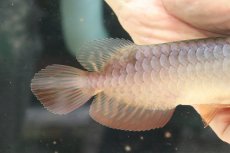 画像3: 【淡水魚】【通販】セレクト個体 証明書付き 過背金龍(クロスバッグゴールデン)登録番号250-001239【個体販売】(熱帯魚)NKO(熱帯魚)NKO (3)