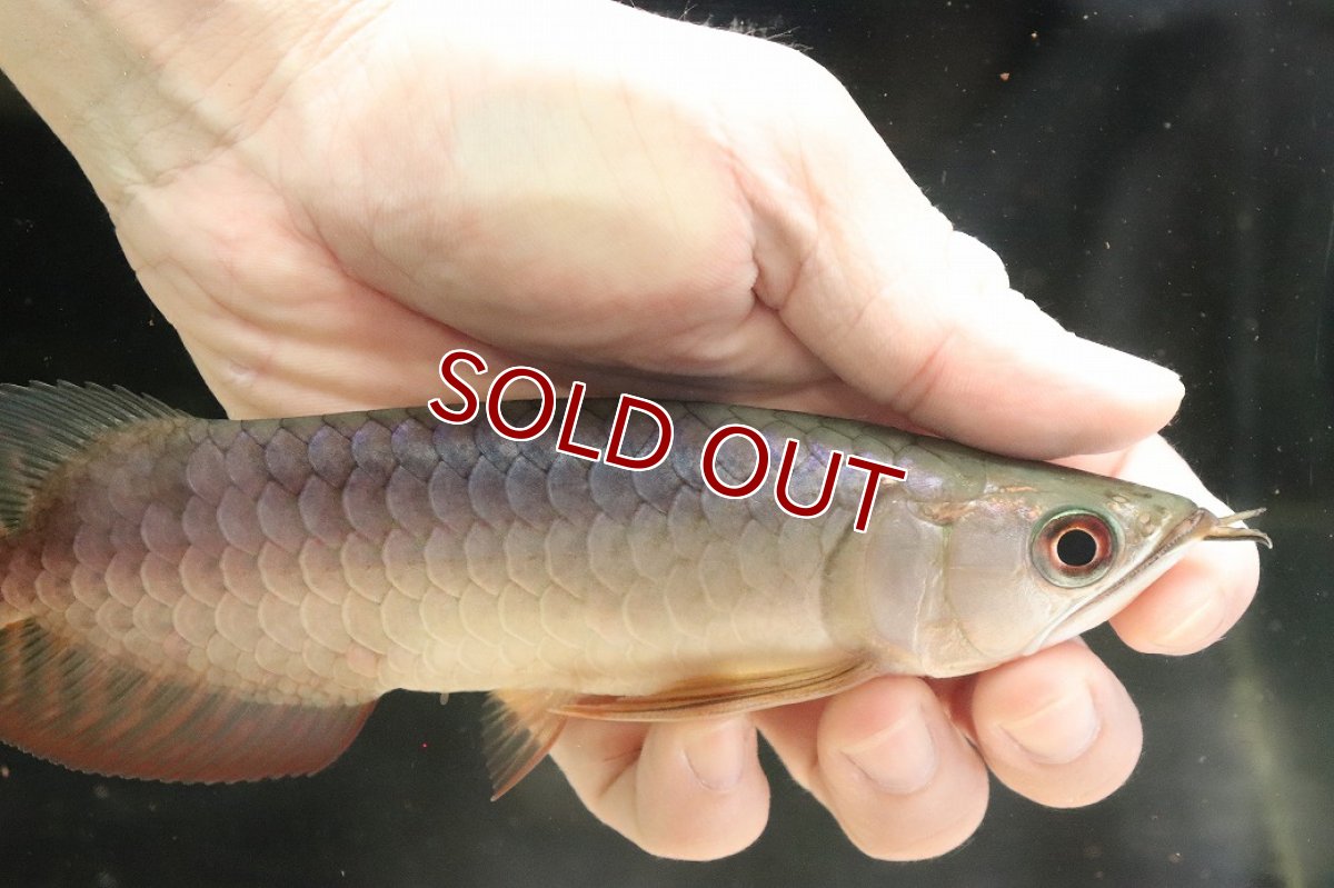 画像4: 【淡水魚】【通販】セレクト個体 証明書付き 過背金龍(クロスバッグゴールデン)登録番号250-001239【個体販売】【アジアアロワナ】(生体)(熱帯魚)NKO(熱帯魚)NKO (4)