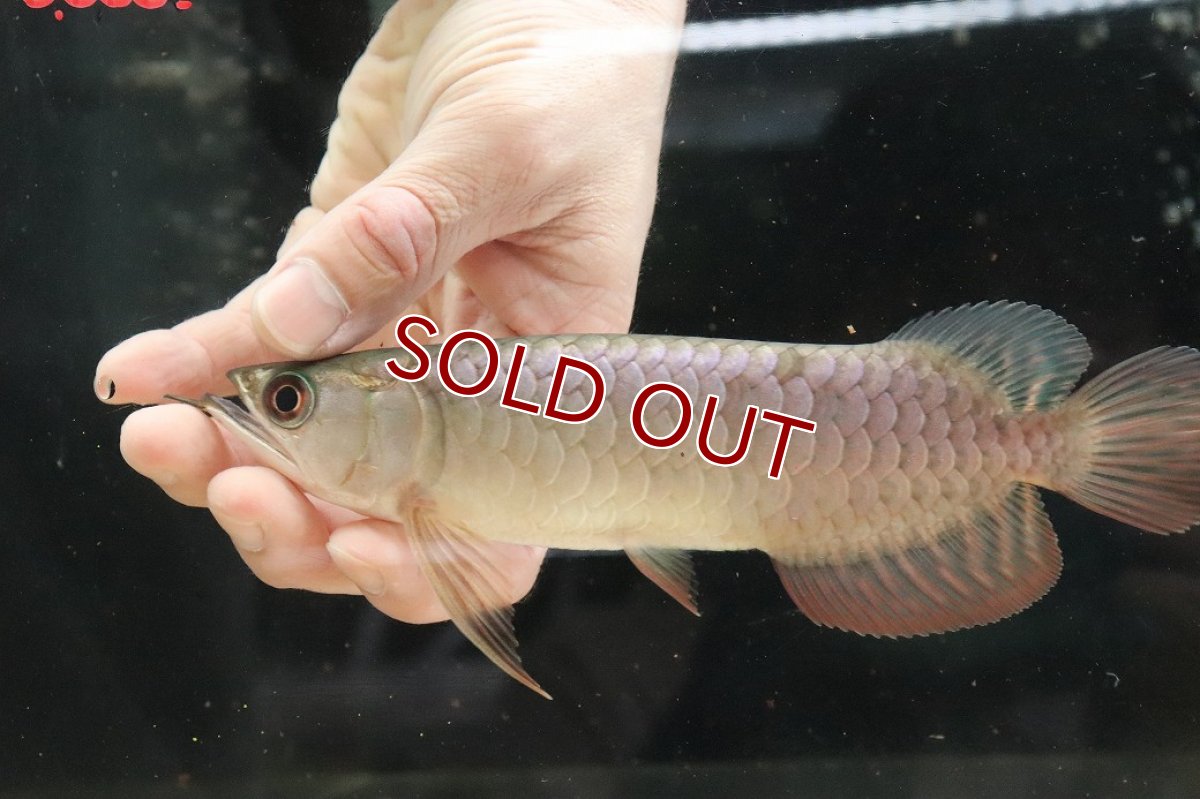 画像5: 【淡水魚】【通販】セレクト個体 証明書付き 過背金龍(クロスバッグゴールデン)登録番号250-001239【個体販売】【アジアアロワナ】(生体)(熱帯魚)NKO(熱帯魚)NKO (5)