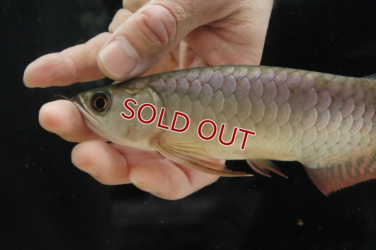 画像6: 【淡水魚】【通販】セレクト個体 証明書付き 過背金龍(クロスバッグゴールデン)登録番号250-001239【個体販売】【アジアアロワナ】(生体)(熱帯魚)NKO(熱帯魚)NKO (6)