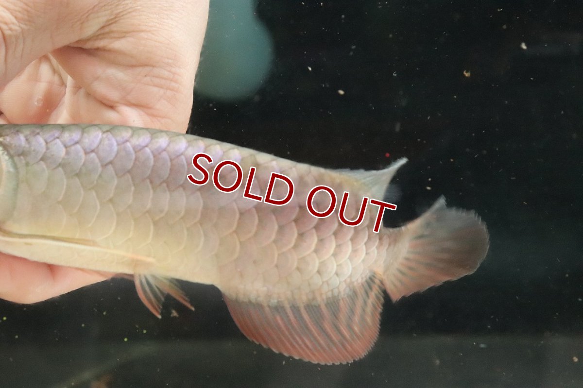 画像7: 【淡水魚】【通販】セレクト個体 証明書付き 過背金龍(クロスバッグゴールデン)登録番号250-001239【個体販売】【アジアアロワナ】(生体)(熱帯魚)NKO(熱帯魚)NKO (7)