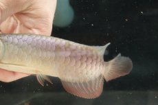 画像7: 【淡水魚】【通販】セレクト個体 証明書付き 過背金龍(クロスバッグゴールデン)登録番号250-001239【個体販売】(熱帯魚)NKO(熱帯魚)NKO (7)