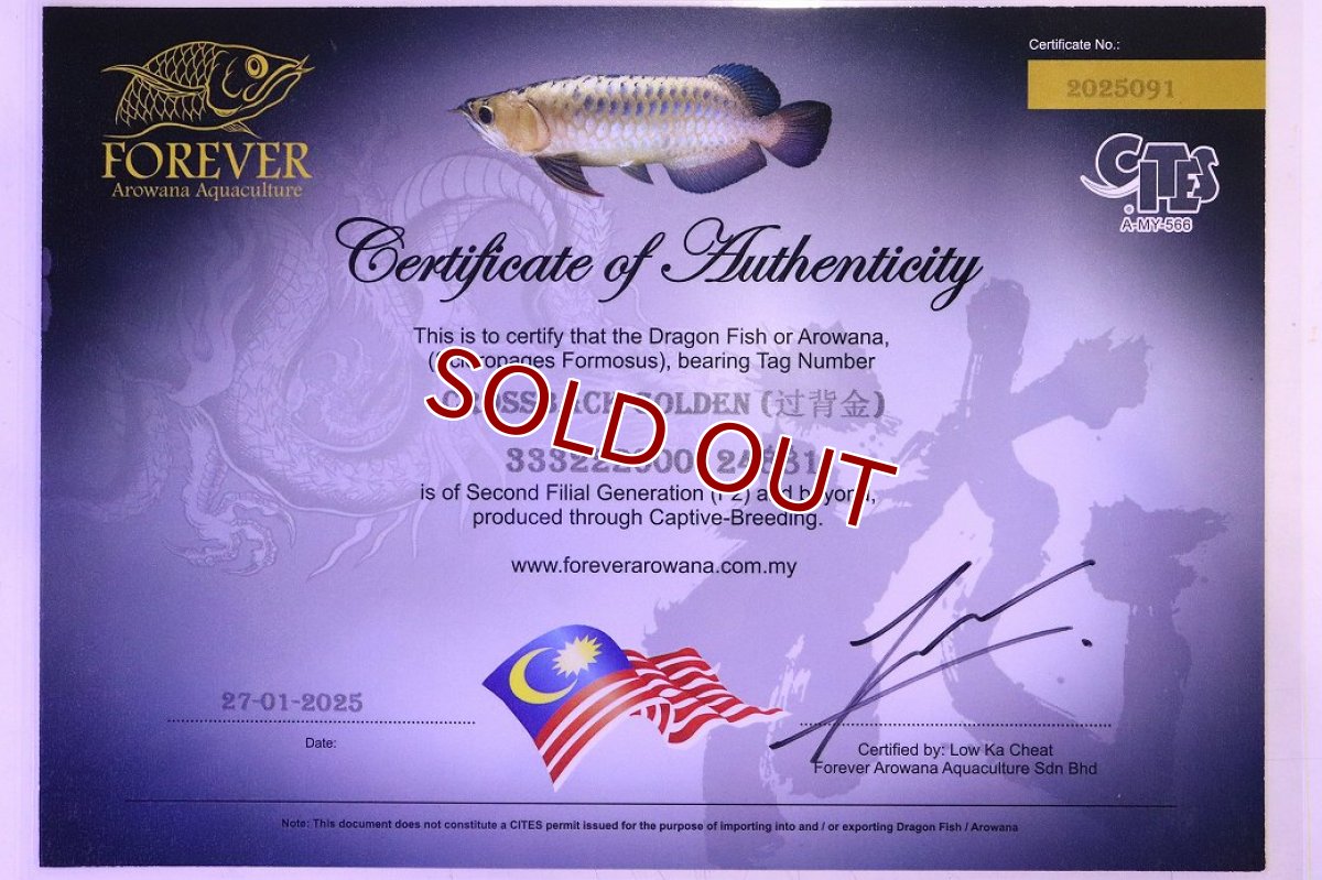 画像8: 【淡水魚】【通販】セレクト個体 証明書付き 過背金龍(クロスバッグゴールデン)登録番号250-001239【個体販売】【アジアアロワナ】(生体)(熱帯魚)NKO(熱帯魚)NKO (8)