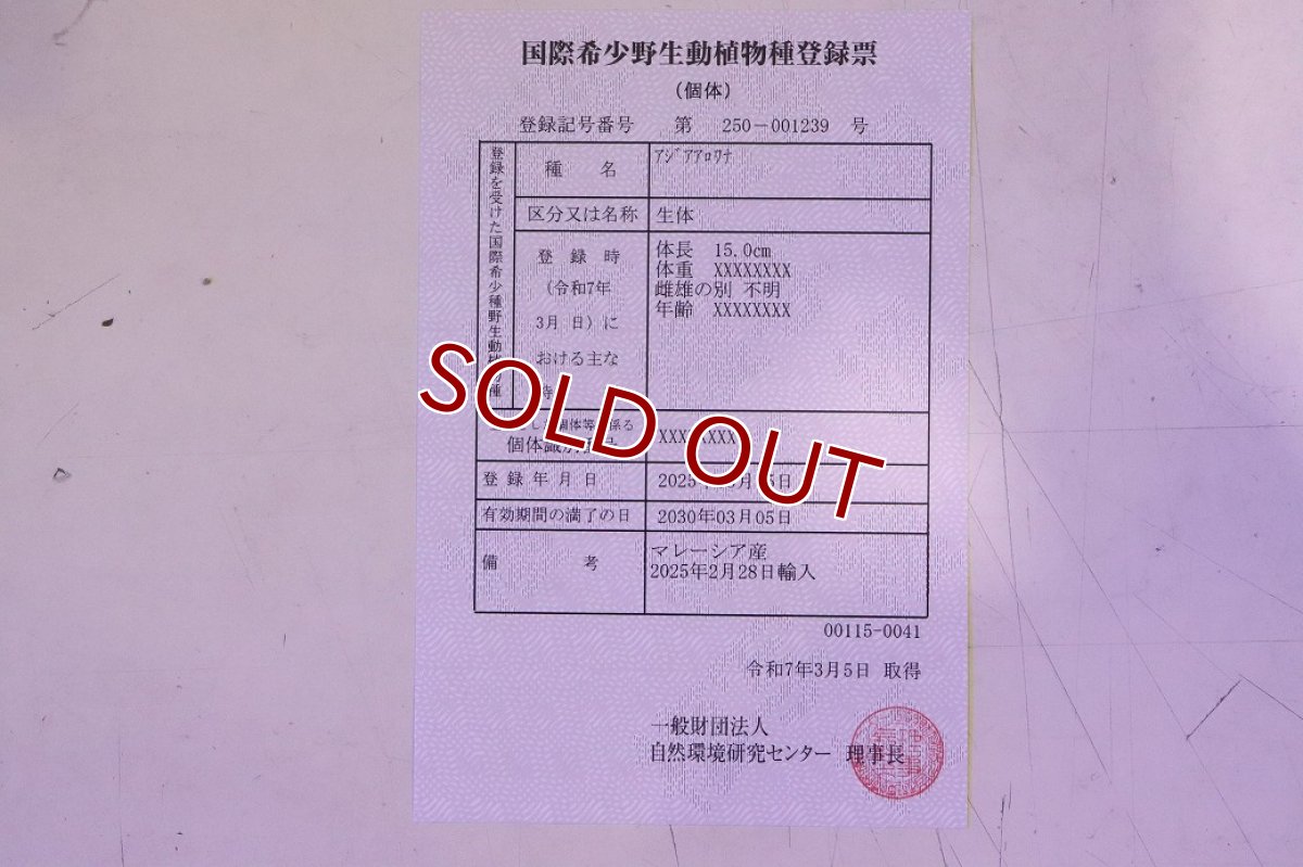 画像9: 【淡水魚】【通販】セレクト個体 証明書付き 過背金龍(クロスバッグゴールデン)登録番号250-001239【個体販売】【アジアアロワナ】(生体)(熱帯魚)NKO(熱帯魚)NKO (9)