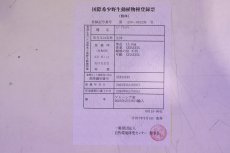 画像9: 【淡水魚】【通販】セレクト個体 証明書付き 過背金龍(クロスバッグゴールデン)登録番号250-001239【個体販売】(熱帯魚)NKO(熱帯魚)NKO (9)