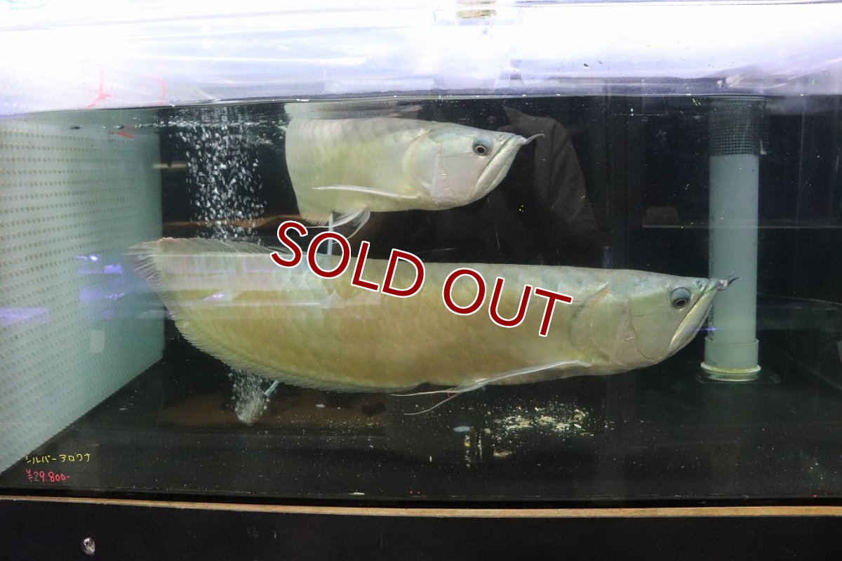 画像1: 【淡水魚】【通販】爆安 No1 ビッグサイズ シルバーアロワナ【個体販売】(±60-70cm)(大型魚)(生体)(熱帯魚)NKO (1)