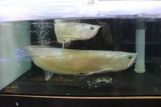 画像1: 【淡水魚】【通販】爆安 No1 ビッグサイズ シルバーアロワナ【個体販売】(±60-70cm)(大型魚)(生体)(熱帯魚)NKO (1)