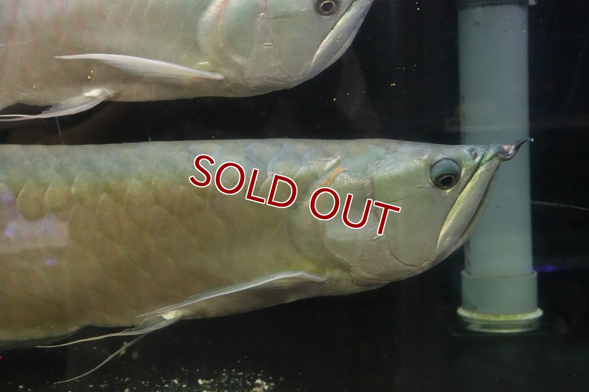 画像2: 【淡水魚】【通販】爆安 No1 ビッグサイズ シルバーアロワナ【個体販売】(±60-70cm)(大型魚)(生体)(熱帯魚)NKO (2)