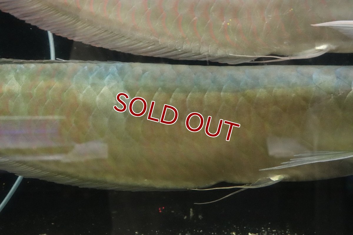 画像3: 【淡水魚】【通販】爆安 No1 ビッグサイズ シルバーアロワナ【個体販売】(±60-70cm)(大型魚)(生体)(熱帯魚)NKO (3)