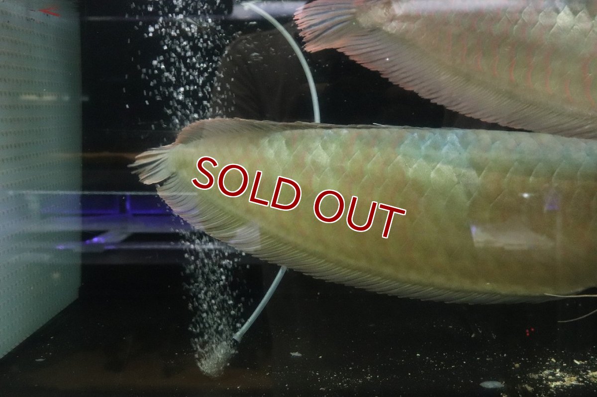 画像4: 【淡水魚】【通販】爆安 No1 ビッグサイズ シルバーアロワナ【個体販売】(±60-70cm)(大型魚)(生体)(熱帯魚)NKO (4)