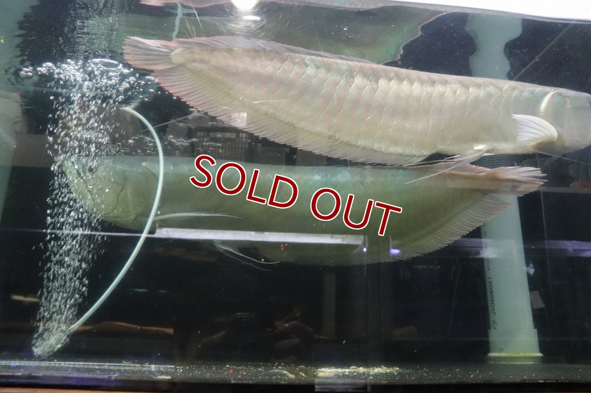 画像5: 【淡水魚】【通販】爆安 No1 ビッグサイズ シルバーアロワナ【個体販売】(±60-70cm)(大型魚)(生体)(熱帯魚)NKO (5)
