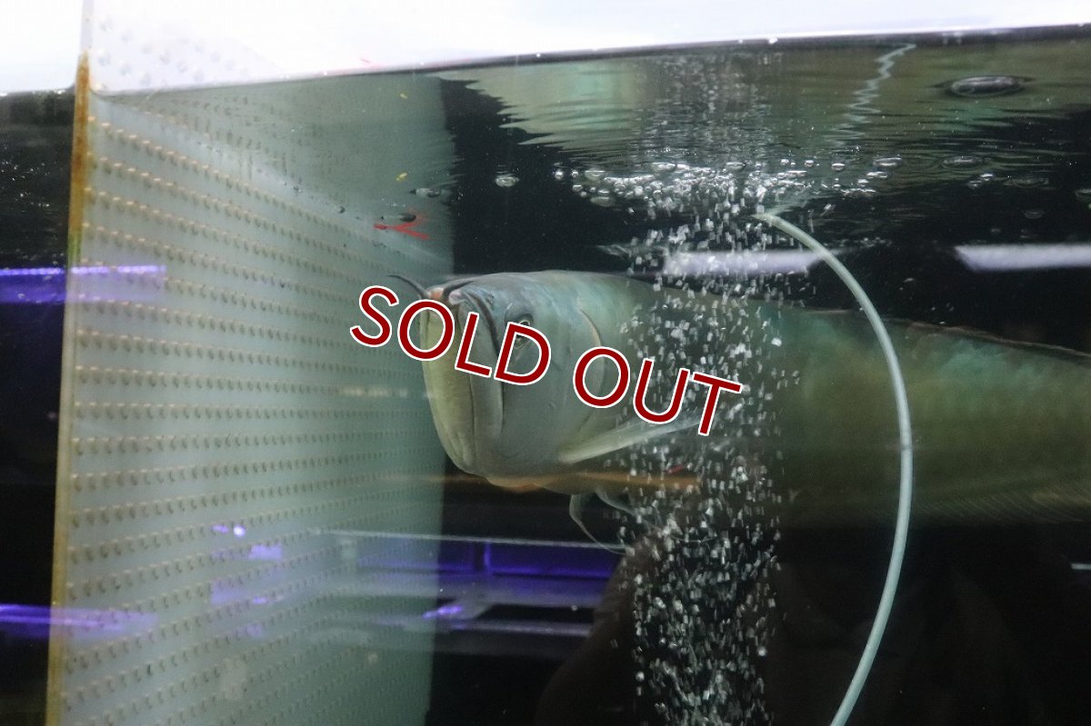 画像6: 【淡水魚】【通販】爆安 No1 ビッグサイズ シルバーアロワナ【個体販売】(±60-70cm)(大型魚)(生体)(熱帯魚)NKO (6)