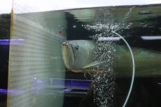 画像6: 【淡水魚】【通販】爆安 No1 ビッグサイズ シルバーアロワナ【個体販売】(±60-70cm)(大型魚)(生体)(熱帯魚)NKO (6)