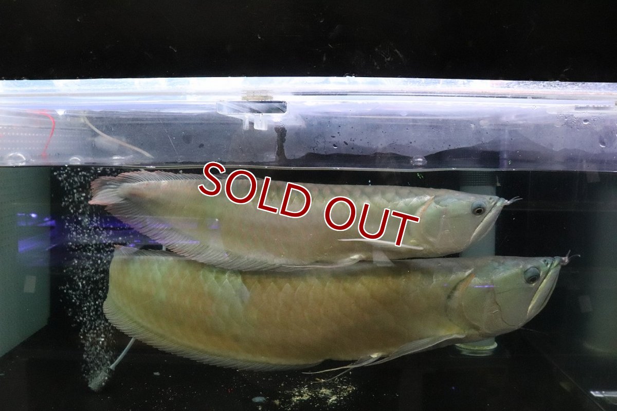 画像1: 【淡水魚】【通販】爆安 No2 ビッグサイズ シルバーアロワナ【個体販売】(±45-50cm)(大型魚)(生体)(熱帯魚)NKO (1)