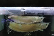 画像1: 【淡水魚】【通販】爆安 No2 ビッグサイズ シルバーアロワナ【個体販売】(±45-50cm)(大型魚)(生体)(熱帯魚)NKO (1)