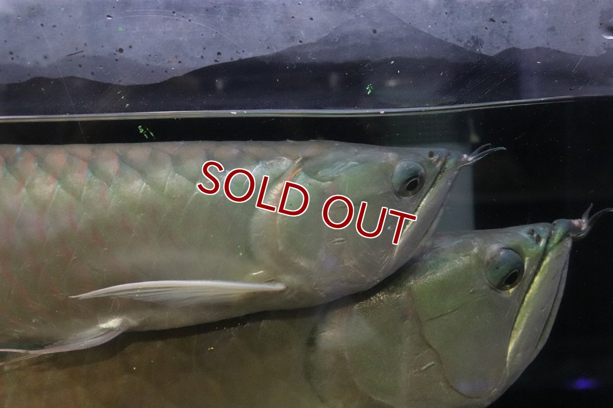 画像2: 【淡水魚】【通販】爆安 No2 ビッグサイズ シルバーアロワナ【個体販売】(±45-50cm)(大型魚)(生体)(熱帯魚)NKO (2)