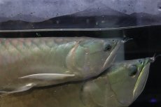 画像2: 【淡水魚】【通販】爆安 No2 ビッグサイズ シルバーアロワナ【個体販売】(±45-50cm)(大型魚)(生体)(熱帯魚)NKO (2)