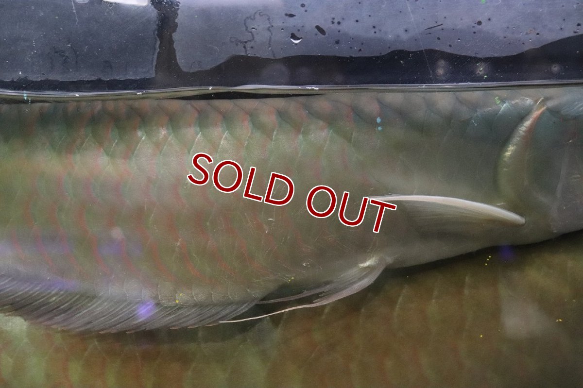 画像3: 【淡水魚】【通販】爆安 No2 ビッグサイズ シルバーアロワナ【個体販売】(±45-50cm)(大型魚)(生体)(熱帯魚)NKO (3)
