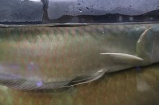 画像3: 【淡水魚】【通販】爆安 No2 ビッグサイズ シルバーアロワナ【個体販売】(±45-50cm)(大型魚)(生体)(熱帯魚)NKO (3)
