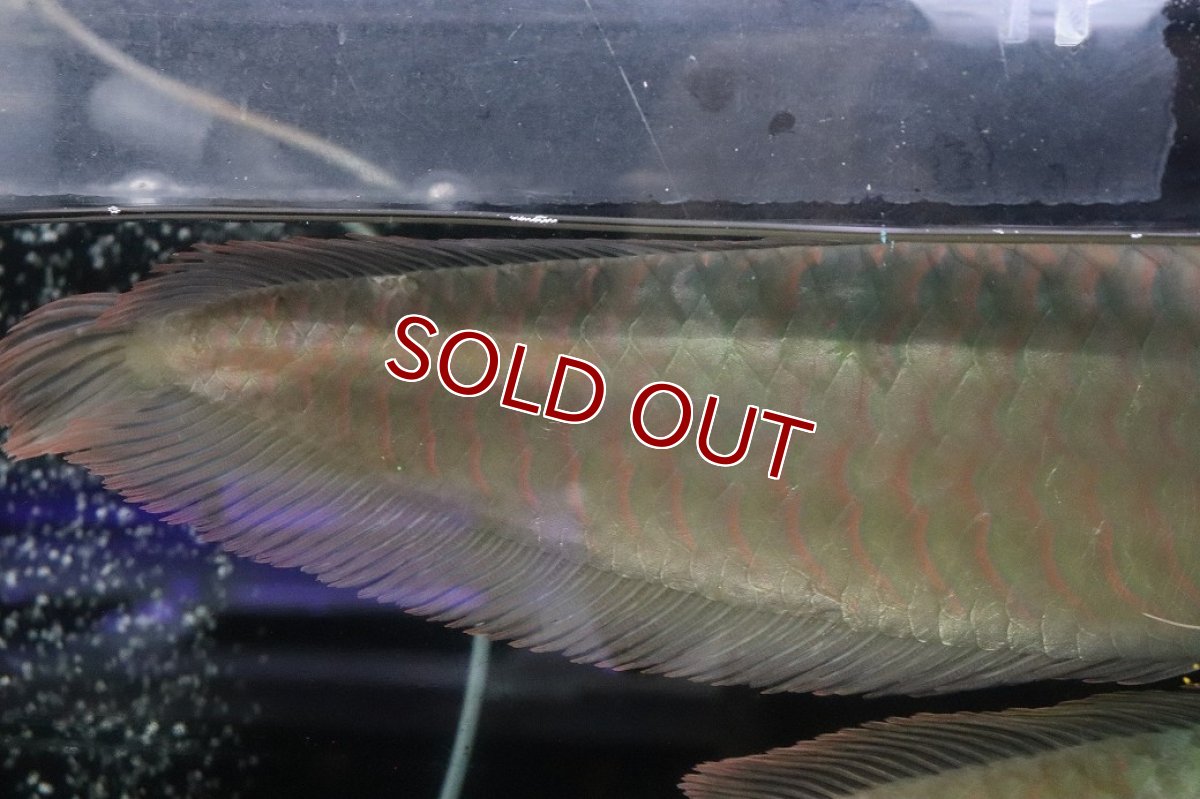 画像4: 【淡水魚】【通販】爆安 No2 ビッグサイズ シルバーアロワナ【個体販売】(±45-50cm)(大型魚)(生体)(熱帯魚)NKO (4)