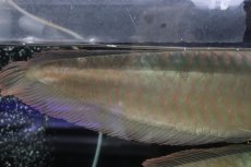 画像4: 【淡水魚】【通販】爆安 No2 ビッグサイズ シルバーアロワナ【個体販売】(±45-50cm)(大型魚)(生体)(熱帯魚)NKO (4)