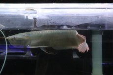 画像5: 【淡水魚】【通販】爆安 No2 ビッグサイズ シルバーアロワナ【個体販売】(±45-50cm)(大型魚)(生体)(熱帯魚)NKO (5)