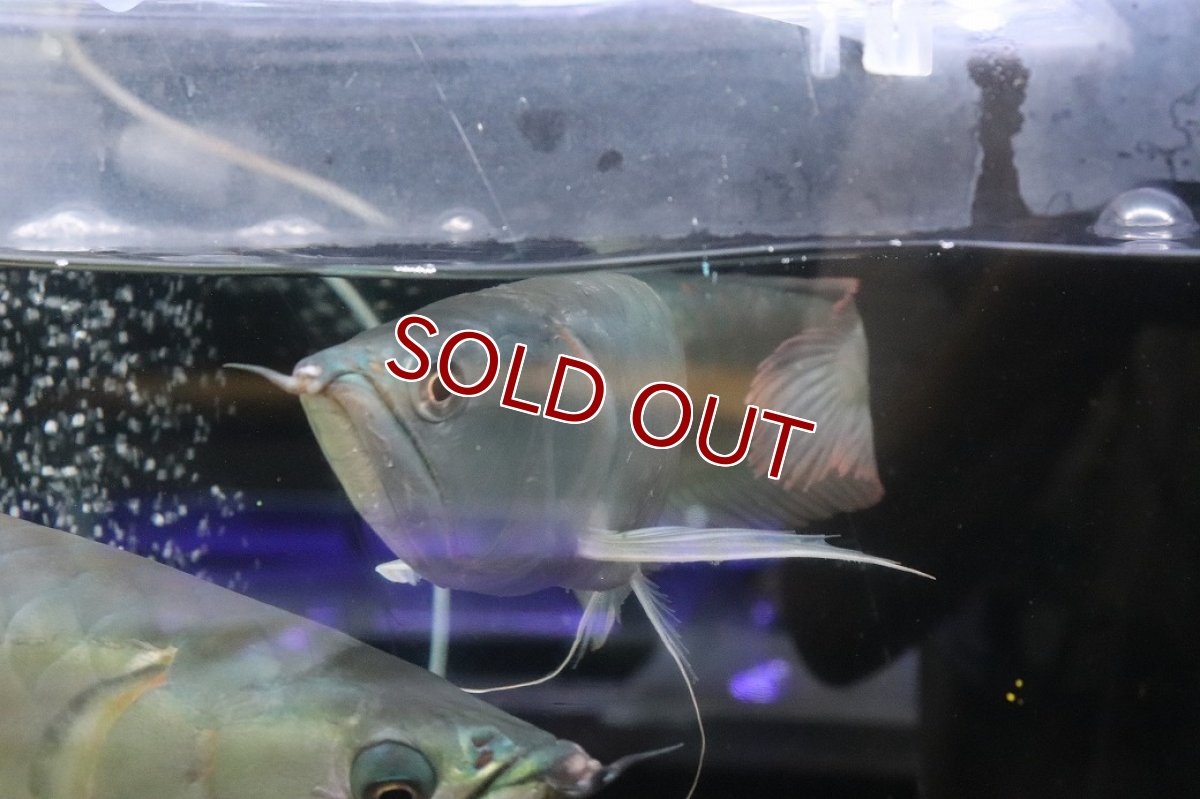 画像6: 【淡水魚】【通販】爆安 No2 ビッグサイズ シルバーアロワナ【個体販売】(±45-50cm)(大型魚)(生体)(熱帯魚)NKO (6)