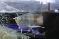 画像6: 【淡水魚】【通販】爆安 No2 ビッグサイズ シルバーアロワナ【個体販売】(±45-50cm)(大型魚)(生体)(熱帯魚)NKO (6)