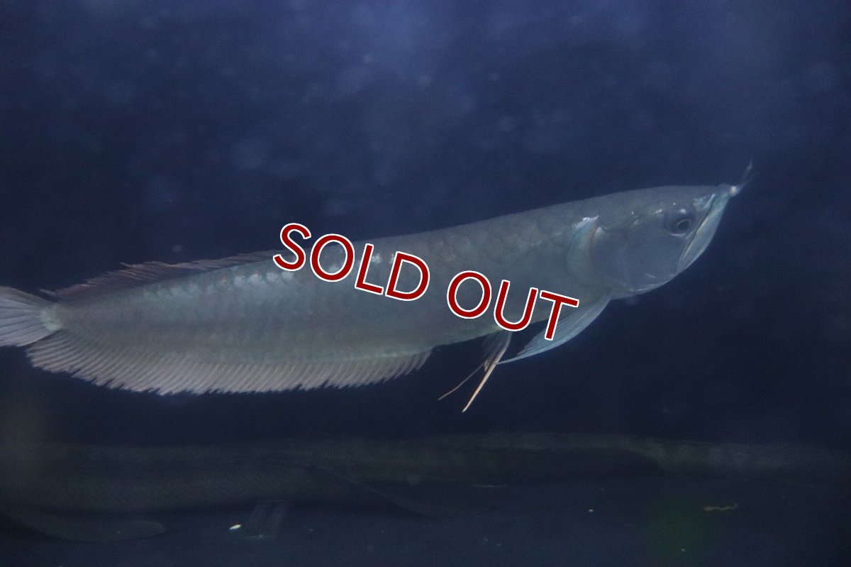 画像1: 【淡水魚】【通販】大特価 大きめ シルバーアロワナ【個体販売】(±34cm)(大型魚)(生体)(熱帯魚)NKO (1)