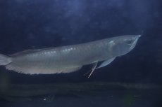 画像1: 【淡水魚】【通販】大特価 大きめ シルバーアロワナ【個体販売】(±34cm)(大型魚)(生体)(熱帯魚)NKO (1)