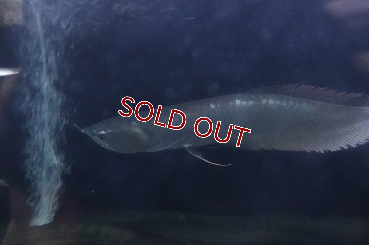 画像2: 【淡水魚】【通販】大特価 大きめ シルバーアロワナ【個体販売】(±34cm)(大型魚)(生体)(熱帯魚)NKO (2)