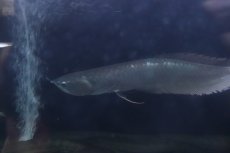 画像2: 【淡水魚】【通販】大特価 大きめ シルバーアロワナ【個体販売】(±34cm)(大型魚)(生体)(熱帯魚)NKO (2)