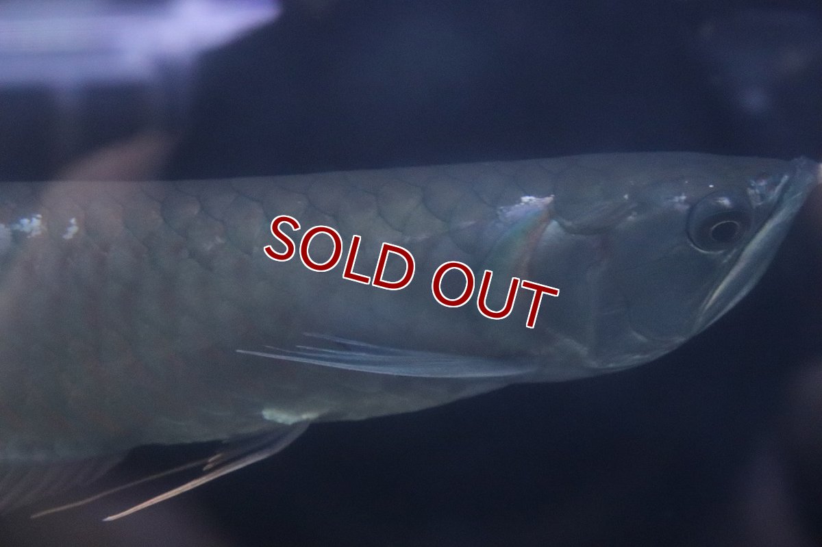 画像3: 【淡水魚】【通販】大特価 大きめ シルバーアロワナ【個体販売】(±34cm)(大型魚)(生体)(熱帯魚)NKO (3)