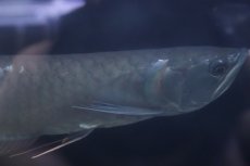 画像3: 【淡水魚】【通販】大特価 大きめ シルバーアロワナ【個体販売】(±34cm)(大型魚)(生体)(熱帯魚)NKO (3)