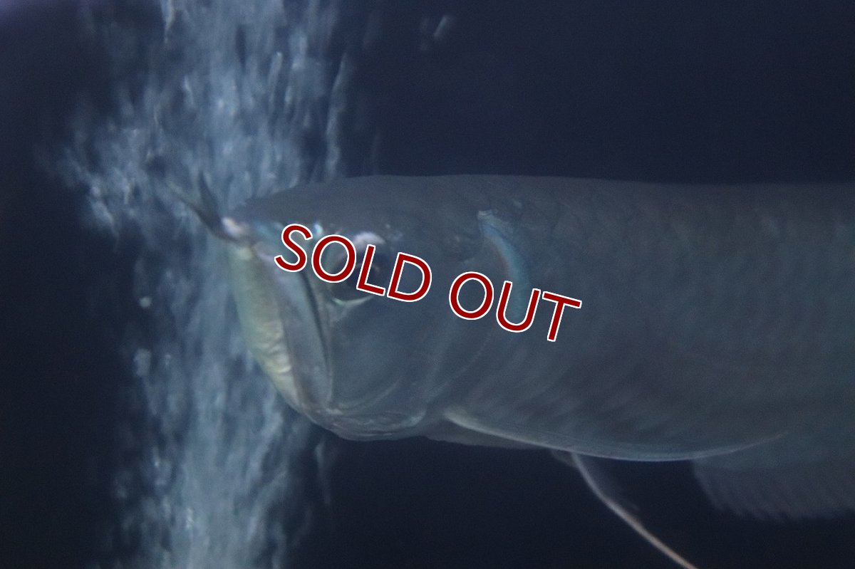 画像4: 【淡水魚】【通販】大特価 大きめ シルバーアロワナ【個体販売】(±34cm)(大型魚)(生体)(熱帯魚)NKO (4)