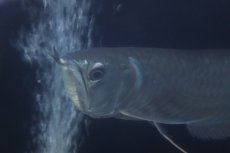 画像4: 【淡水魚】【通販】大特価 大きめ シルバーアロワナ【個体販売】(±34cm)(大型魚)(生体)(熱帯魚)NKO (4)