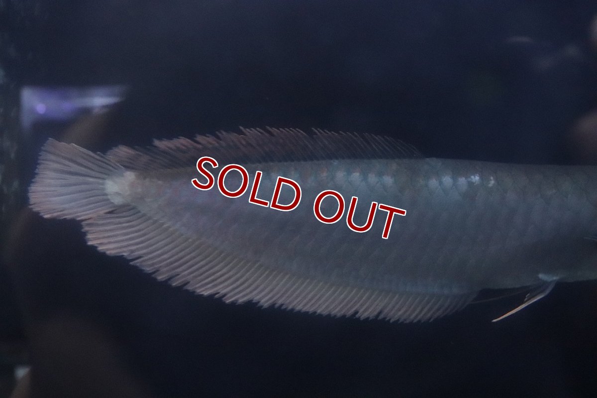 画像5: 【淡水魚】【通販】大特価 大きめ シルバーアロワナ【個体販売】(±34cm)(大型魚)(生体)(熱帯魚)NKO (5)