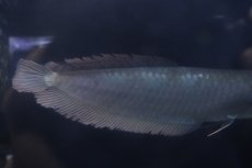 画像5: 【淡水魚】【通販】大特価 大きめ シルバーアロワナ【個体販売】(±34cm)(大型魚)(生体)(熱帯魚)NKO (5)
