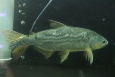 画像1: 【淡水魚】【通販】爆安 ビッグサイズ ドラドカラシン【個体販売】(±30-35cm)(大型魚)(生体)(熱帯魚)NKO (1)