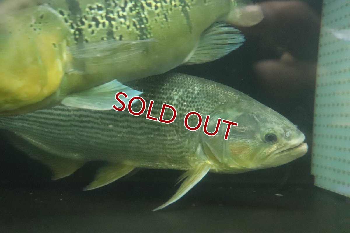 画像2: 【淡水魚】【通販】爆安 ビッグサイズ ドラドカラシン【個体販売】(±30-35cm)(大型魚)(生体)(熱帯魚)NKO (2)