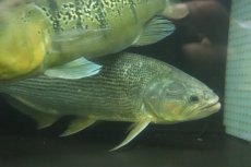 画像2: 【淡水魚】【通販】爆安 ビッグサイズ ドラドカラシン【個体販売】(±30-35cm)(大型魚)(生体)(熱帯魚)NKO (2)