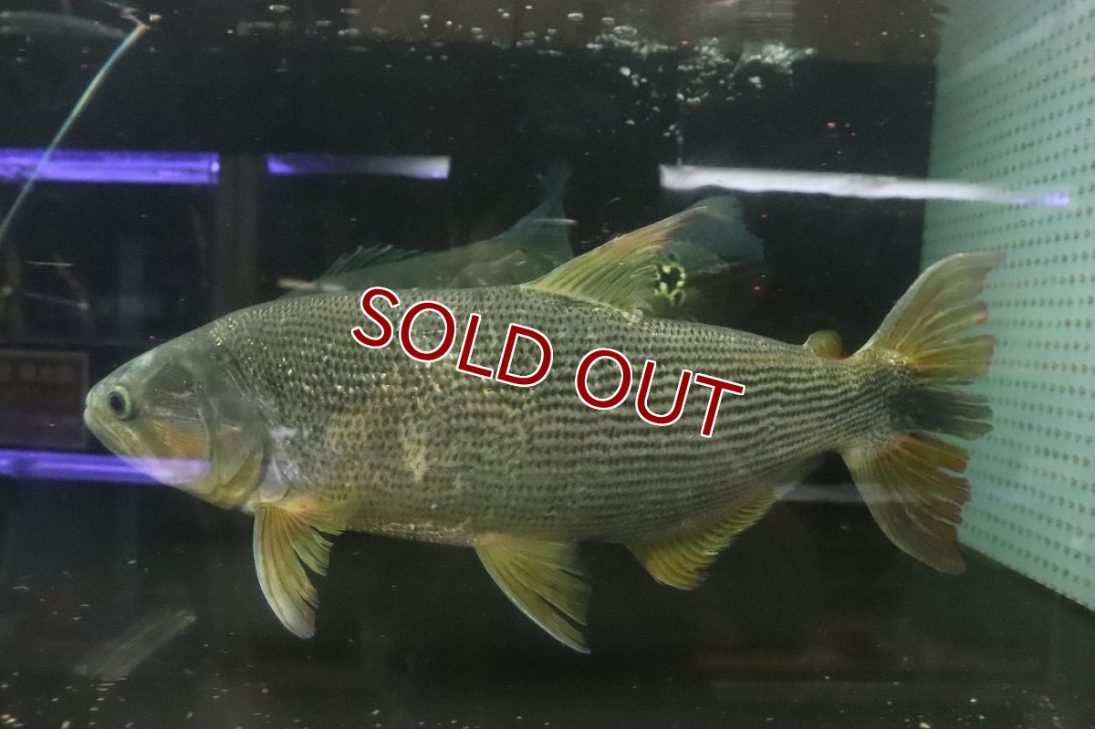 画像3: 【淡水魚】【通販】爆安 ビッグサイズ ドラドカラシン【個体販売】(±30-35cm)(大型魚)(生体)(熱帯魚)NKO (3)