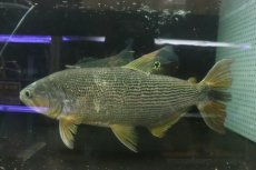 画像3: 【淡水魚】【通販】爆安 ビッグサイズ ドラドカラシン【個体販売】(±30-35cm)(大型魚)(生体)(熱帯魚)NKO (3)