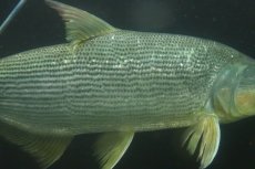 画像4: 【淡水魚】【通販】爆安 ビッグサイズ ドラドカラシン【個体販売】(±30-35cm)(大型魚)(生体)(熱帯魚)NKO (4)