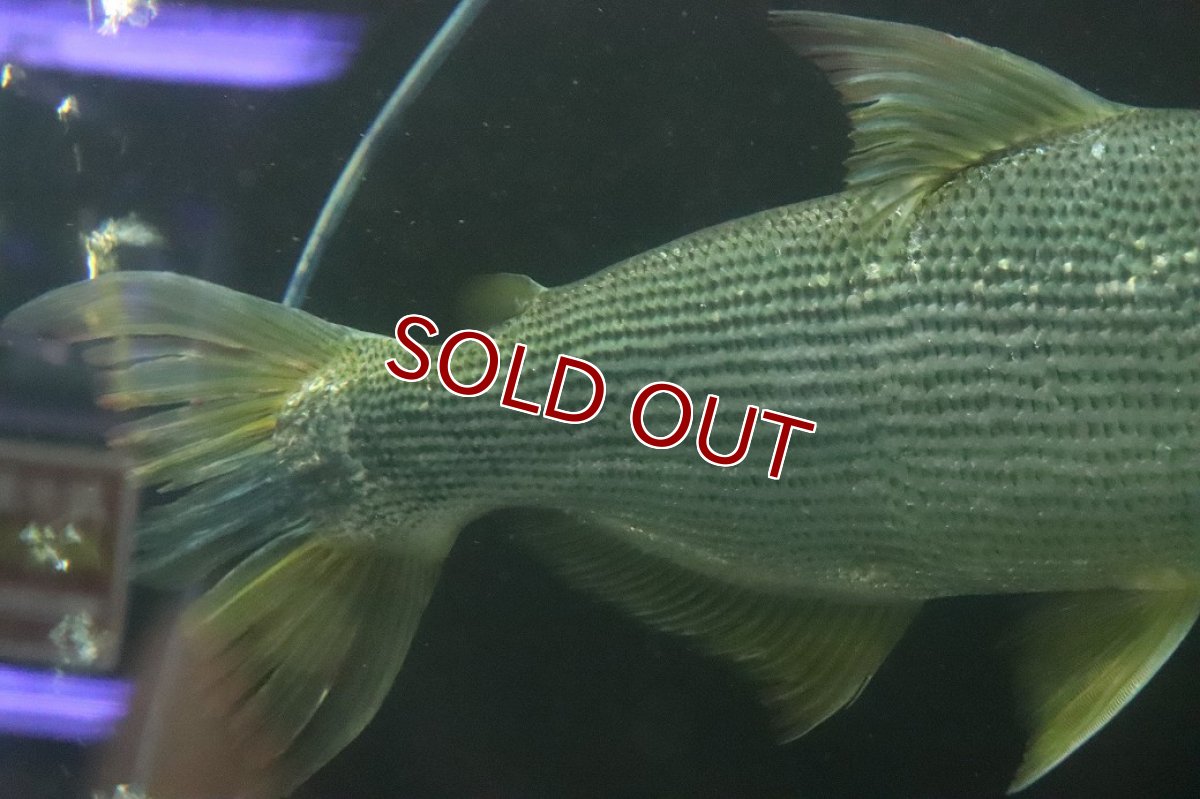 画像5: 【淡水魚】【通販】爆安 ビッグサイズ ドラドカラシン【個体販売】(±30-35cm)(大型魚)(生体)(熱帯魚)NKO (5)