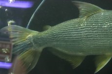 画像5: 【淡水魚】【通販】爆安 ビッグサイズ ドラドカラシン【個体販売】(±30-35cm)(大型魚)(生体)(熱帯魚)NKO (5)