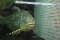 画像6: 【淡水魚】【通販】爆安 ビッグサイズ ドラドカラシン【個体販売】(±30-35cm)(大型魚)(生体)(熱帯魚)NKO (6)