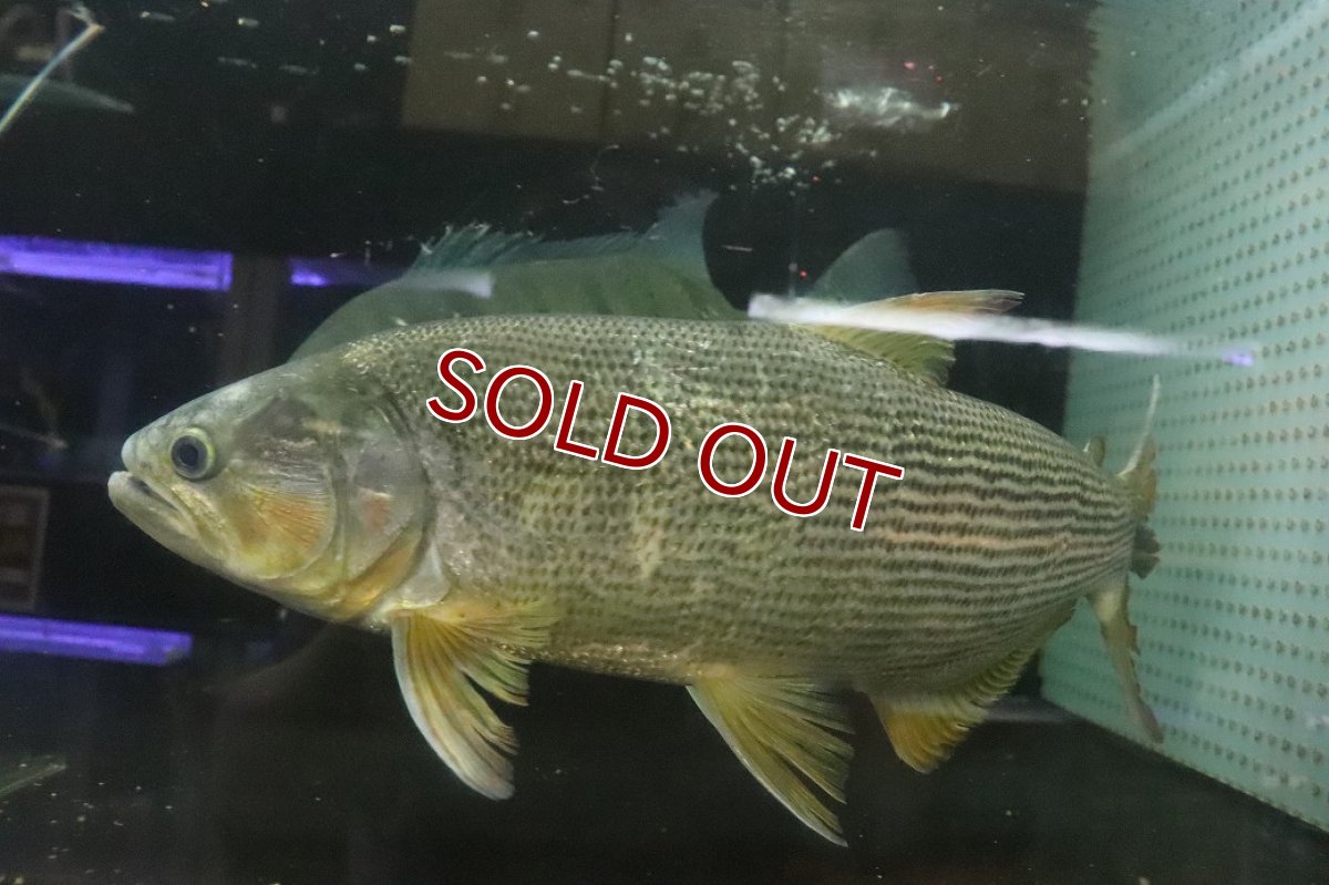 画像7: 【淡水魚】【通販】爆安 ビッグサイズ ドラドカラシン【個体販売】(±30-35cm)(大型魚)(生体)(熱帯魚)NKO (7)