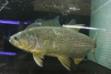 画像7: 【淡水魚】【通販】爆安 ビッグサイズ ドラドカラシン【個体販売】(±30-35cm)(大型魚)(生体)(熱帯魚)NKO (7)